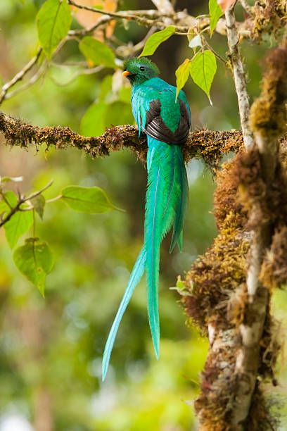 resplendent-quetzal-male-perching-inside